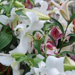 LILIUM CASA BLANCA white and pink STARGAZER Oriental Lilies